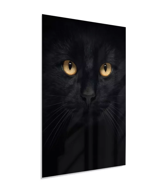 Gato Black